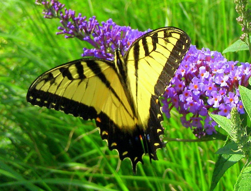 On the butterfly bush, butterfly, purple, butterfly bush, black, yellow, swallowtil, HD wallpaper