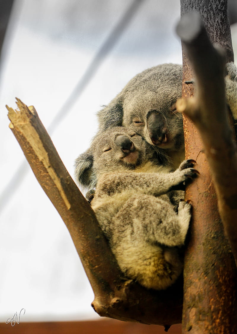 koalas, sleep, tree, animals, wildlife, HD phone wallpaper