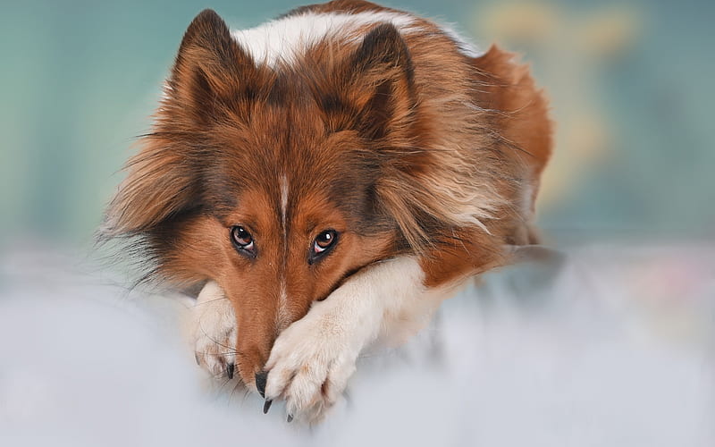 Shetland Sheepdog, brown dog, cute animals, Sheltie, dogs, HD wallpaper