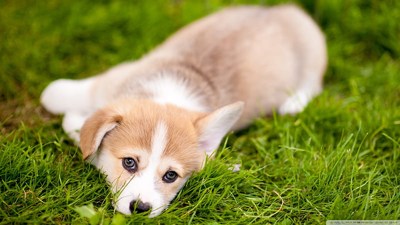 Lazy Corgi Puppy, grass, field, animal, dog, puppy, HD wallpaper