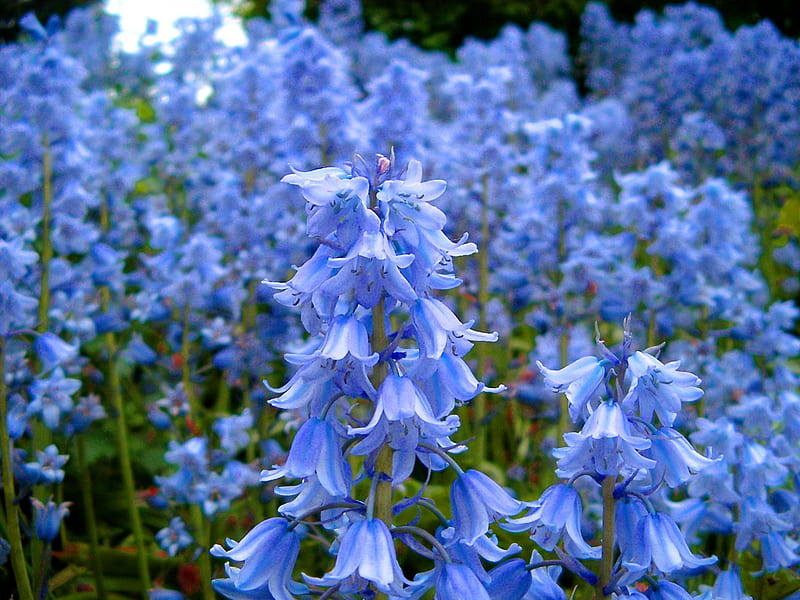 Field of Bluebells, flowers, blue, field, bluebells, HD wallpaper