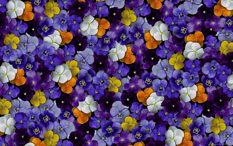 Pansies, orange, yellow, pansy, carpet, purple, viola, flower, skin, white, blue, HD wallpaper
