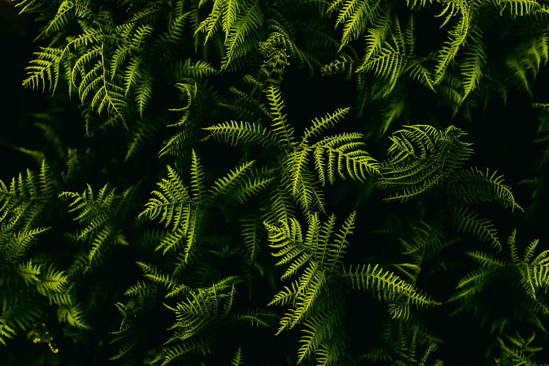 fern, branches, plant, leaves, HD wallpaper