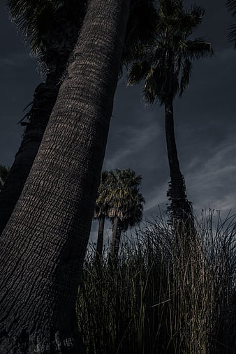 Palm tree, fog, bushes, dark, HD phone wallpaper