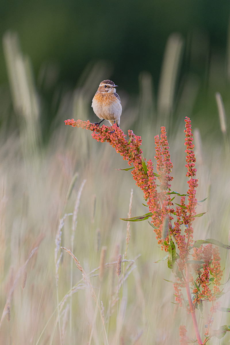 whinchat, bird, ears, branches, HD phone wallpaper