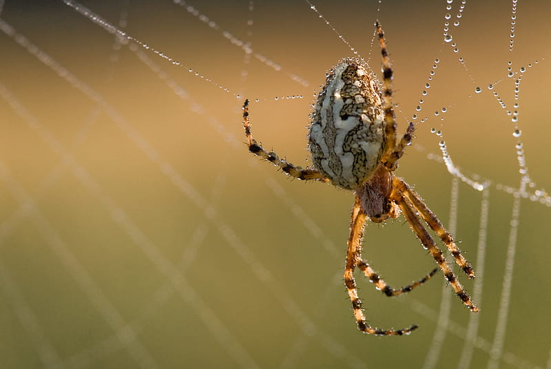 Spider in it's web, dawn, brown, orange, dew, yellow, drops, spider, water, green, web, morning, white, light, HD wallpaper