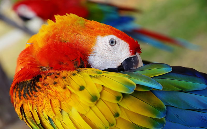Scarlet macaw, red parrot, colorful macaw, beautiful birds, South American parrot, HD wallpaper