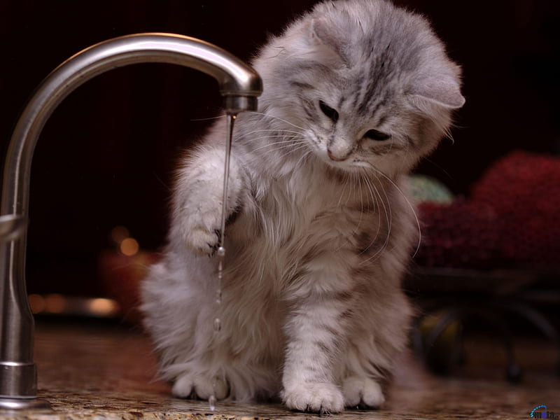 The kitten plays with Water, water, fluffy, cat, kitten, animal, tap, HD wallpaper