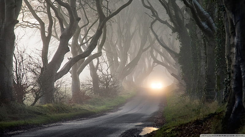 road through haunted forest, forest, gnarled, road, branches, light, HD wallpaper