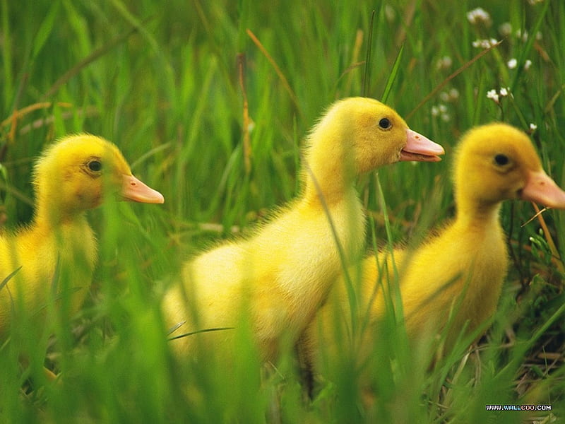 Where are you, Mommy ?, yellow, cute, pretty, ducklings, HD wallpaper