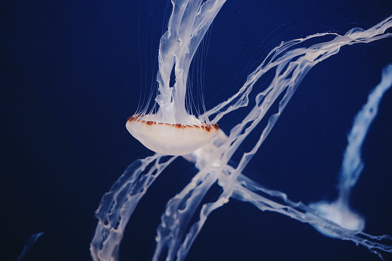 white jelly fish, HD wallpaper