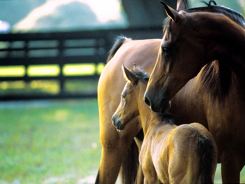 Staying close, foal, mother, horse, love, HD wallpaper