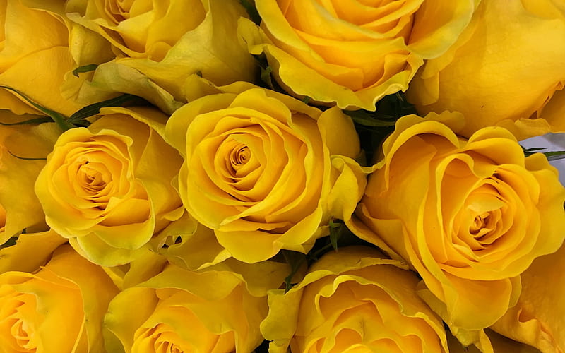yellow roses, bouquet of roses, bouquet of yellow flowers, yellow floral background, roses, background with roses, HD wallpaper