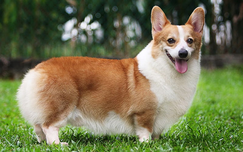 Pembroke Welsh Corgi, grass, animal, dog, HD wallpaper