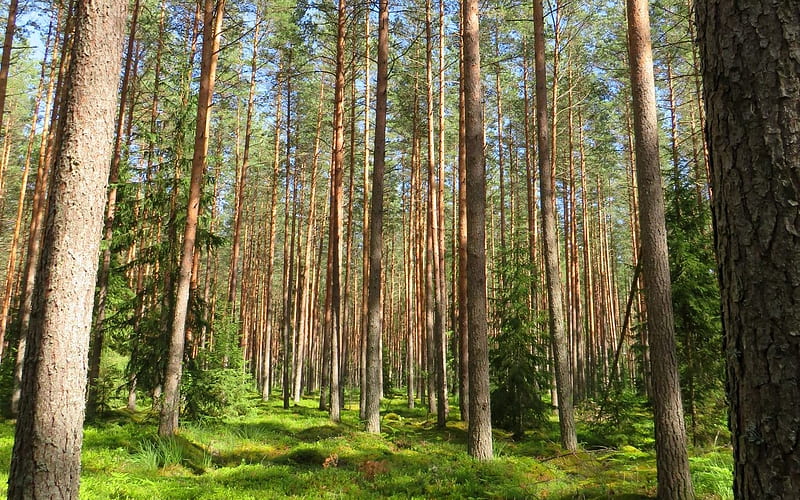 Forest in Latvia, Latvia, moss, forest, trees, HD wallpaper | Peakpx