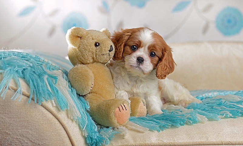HD dog and teddy bear wallpapers | Peakpx