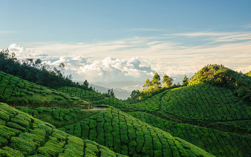 India, tea plantation, hills, mountains, summer, HD wallpaper