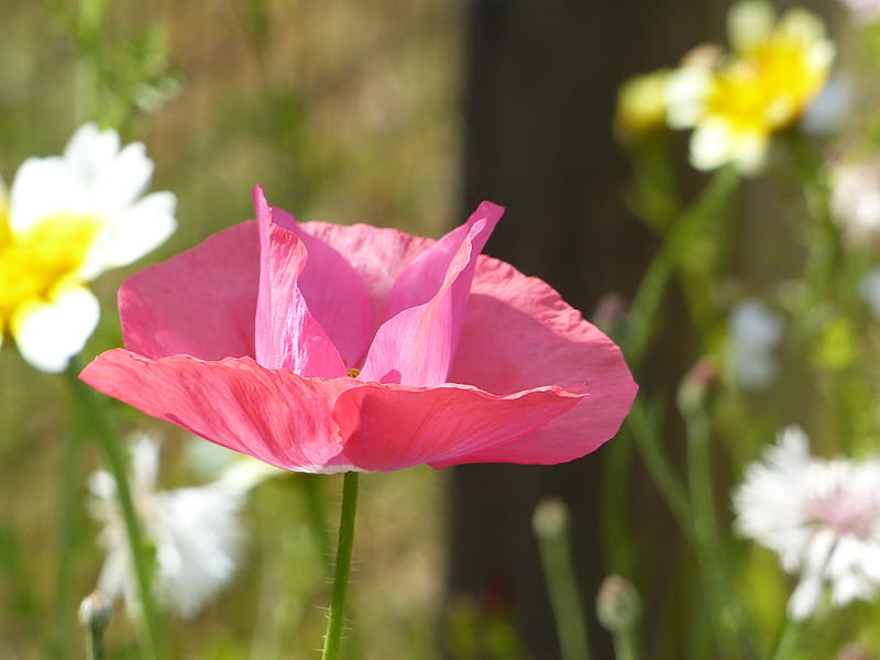 Pink Poppy, garden, summer, pink, poppy, flowers, HD wallpaper