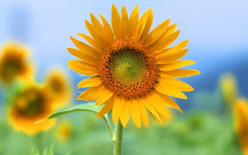 Single Sunflower, amazing, fresh, plant, yellow, sunflower, nice, good, flower, beauty, color, nature, HD wallpaper