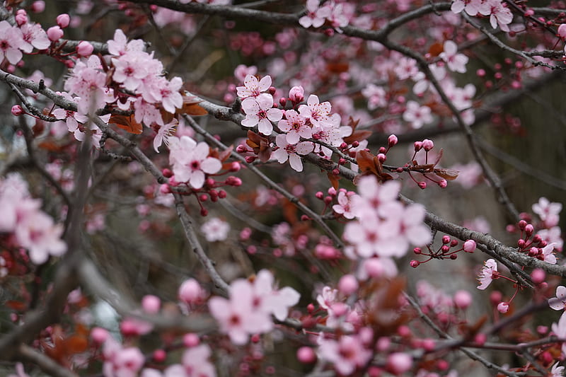 sakura, flowers, pink, branches, plant, HD wallpaper