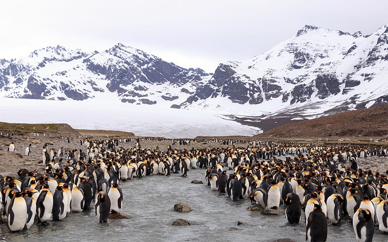 penguins, flock, penguin group, sea birds, ocean, glaciers, South Georgia, South Sandwich Islands, Antarctica, HD wallpaper