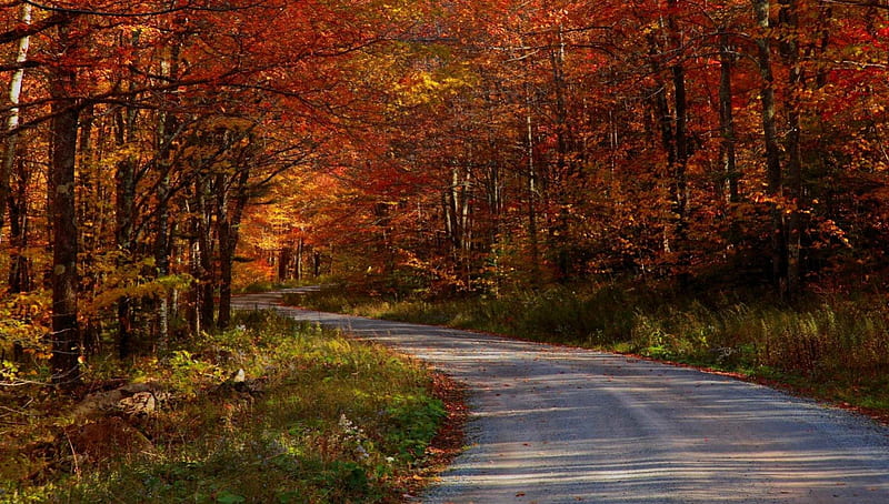 fall upstate ny - Forests & Nature Background Wallpapers on