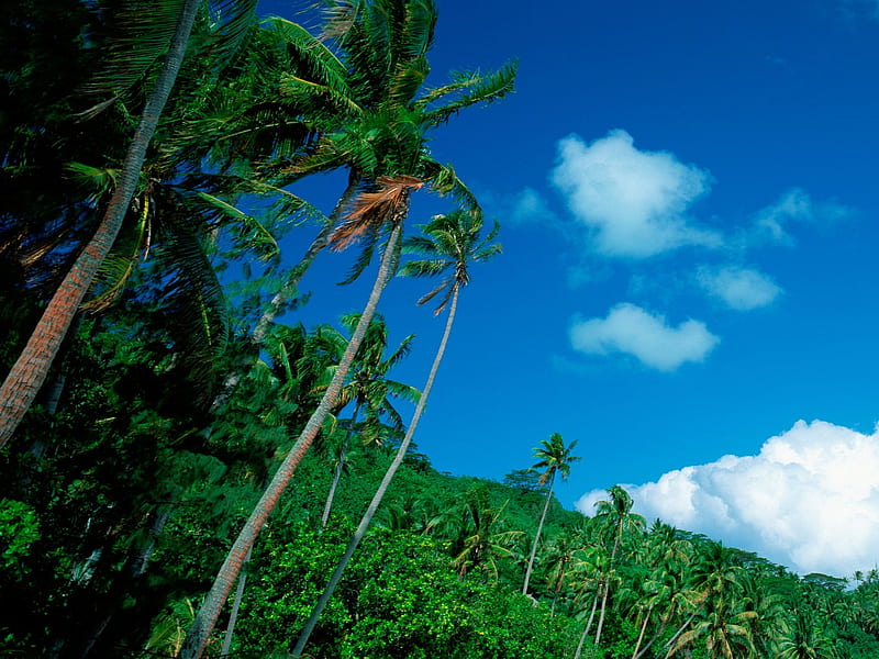 Tahitian Coconut Grove, HD wallpaper