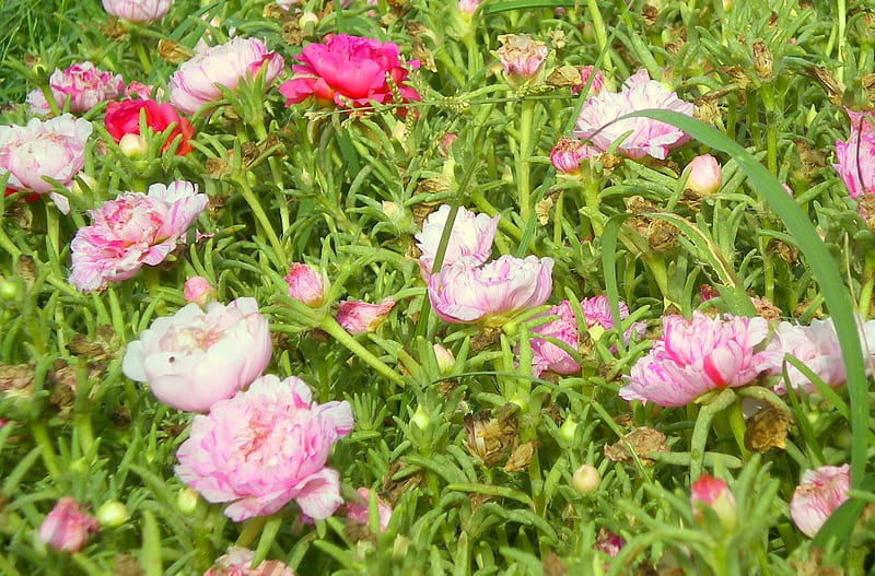 Moss roses, flowers, nature, pink and red, HD wallpaper