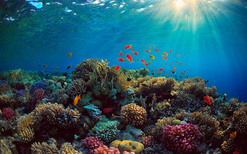 underwater world, coral reef, fish, coral, underwater landscape, ocean, HD wallpaper
