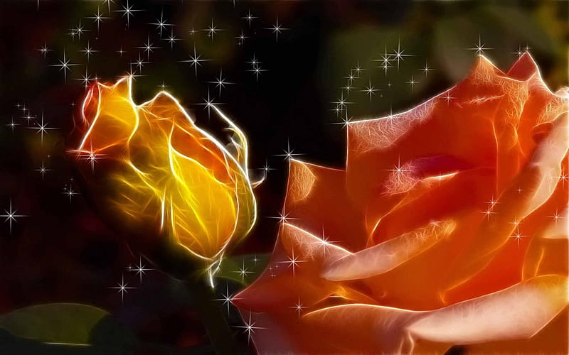 Orange Rose, bright, flower, nature, buds, HD wallpaper