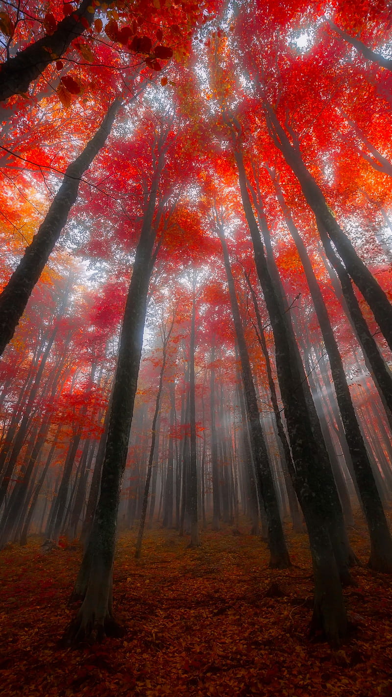 Red forest, nature, orange, tall, tall trees, trees, HD phone wallpaper