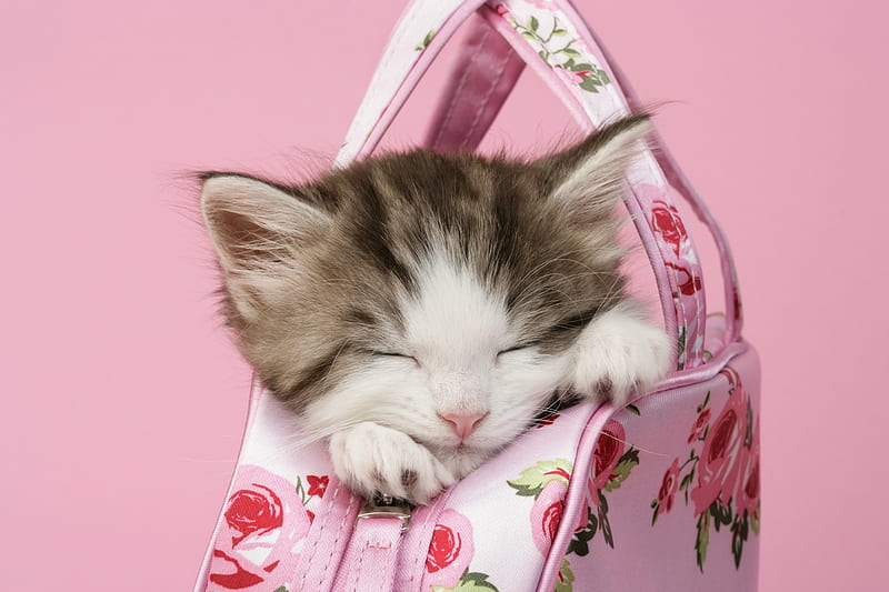 Cosy place to sleep, sleep, purse, bag, cat, kitten, pink, animal, sweet, HD wallpaper