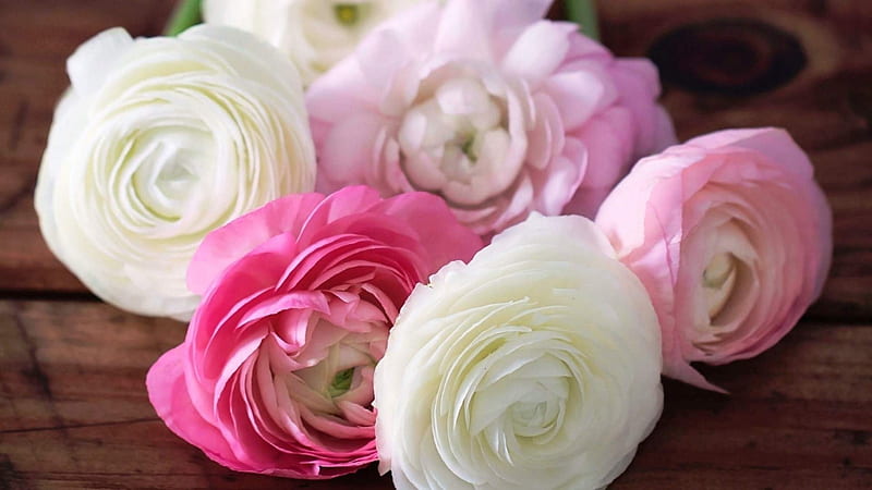 Pretty ranunculus , pretty, quality, gentle, flowers, soft, white, pink, HD wallpaper