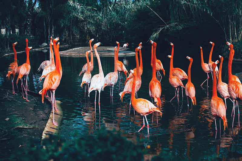 Birds, Flamingo, Bird, Nature, Water, HD wallpaper