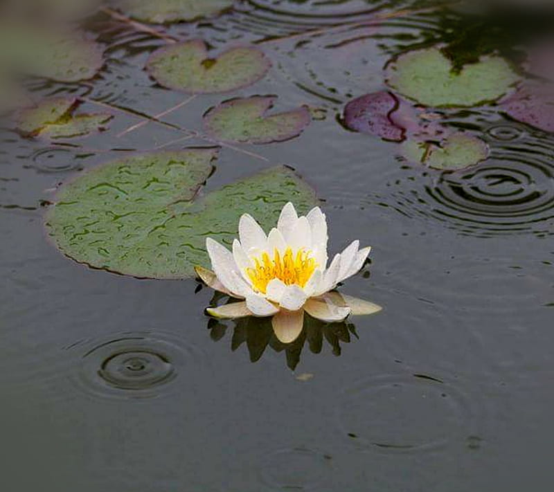 Water lilly, flower, pond, rain, HD wallpaper