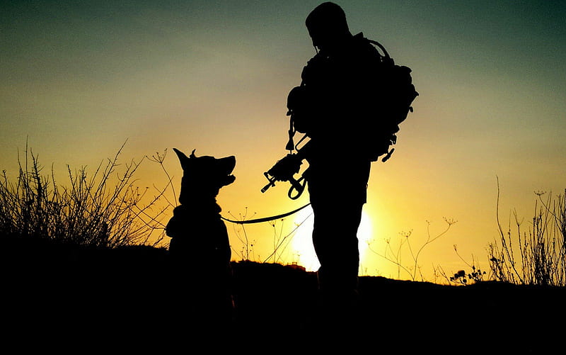 War dog, german shepherd, police, malinois, HD wallpaper