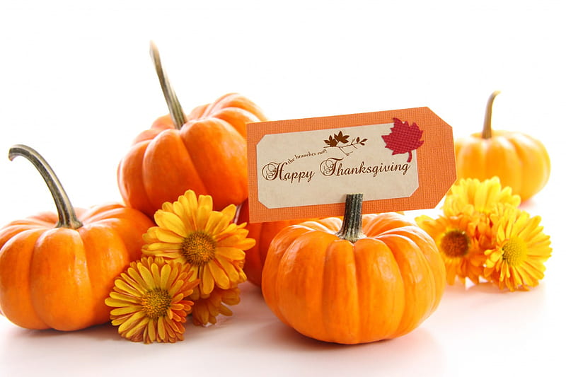 Happy Thanksgiving, Fall, Thanksgiving, flowers, Autumn, gourds, pumpkins, HD wallpaper