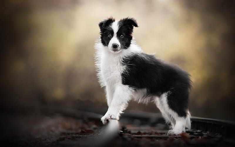 Border Collie puppy, bokeh, railway, cute animals, black dog, pets, dog on tree, black border collie, dogs, Border Collie Dog, HD wallpaper