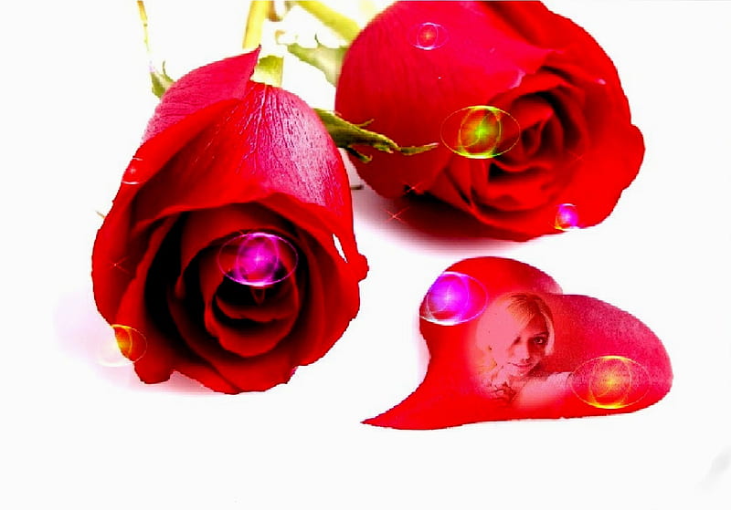 Kanchan Bagari: Love Rose , red, rose, kanchan bagari, bonito, cute, girl, love, heart, flower, HD wallpaper
