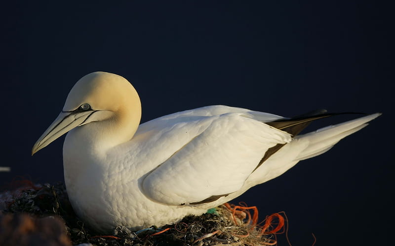 White bird nest seagull-Animal, HD wallpaper