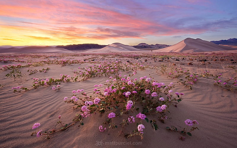 Pink Verbena in Death Valley, sand, desert, pink verbena, flowers, nature, HD wallpaper