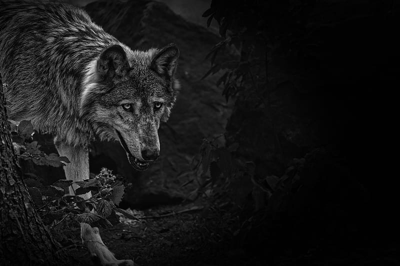 wolf, predator, bw, beast, wildlife, HD wallpaper