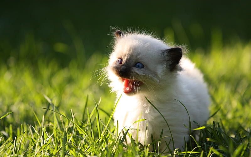 Ragdoll kittens, rage, grass, cute animals, cats, HD wallpaper