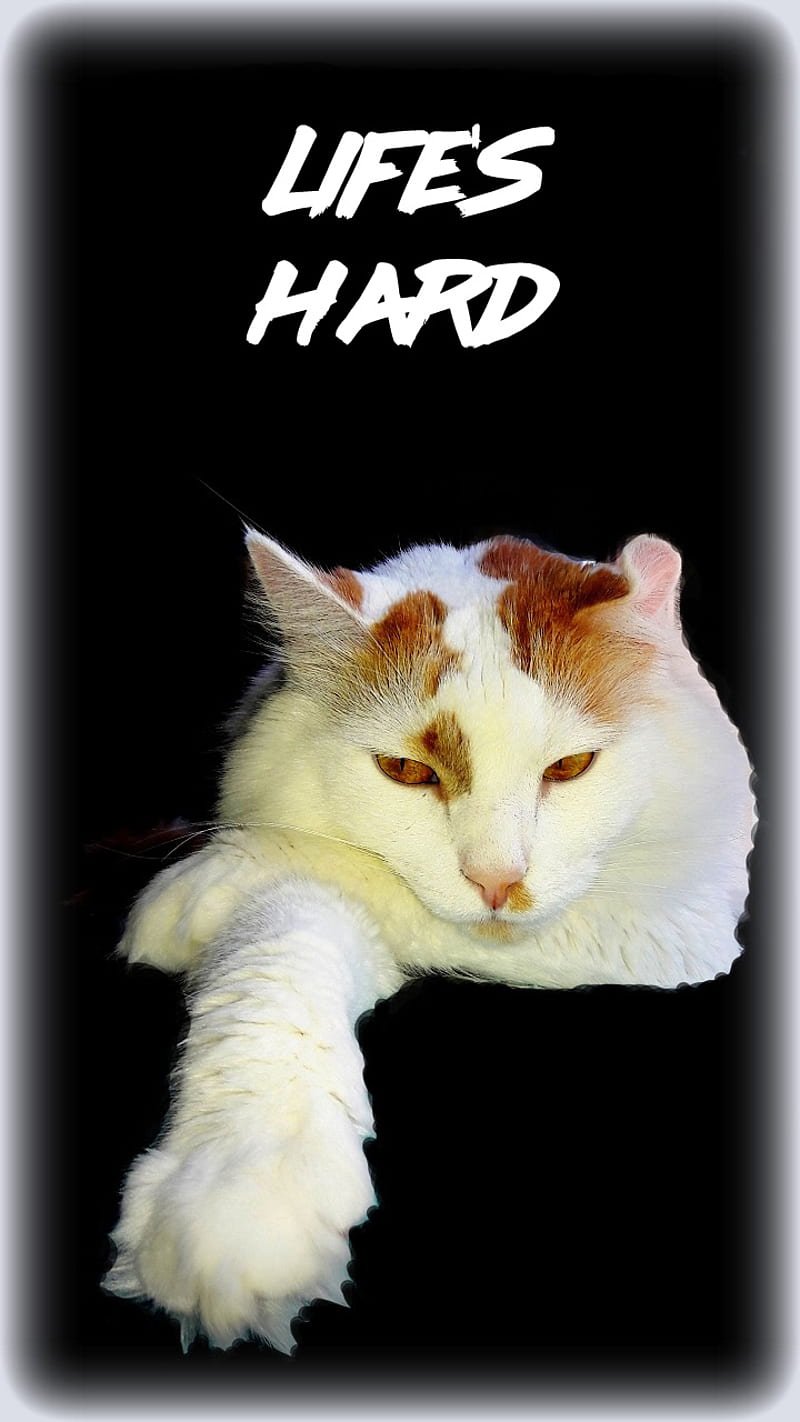 HD Pathetic Cat Meme Face | Poster