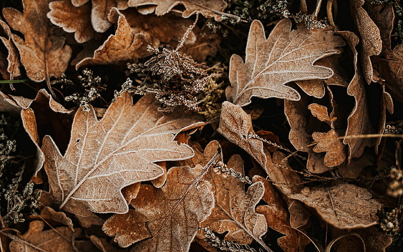 brown leaves background, macro, leaves textures, autumn textures, leaves patterns, autumn leaves, background with leaves, brown backgrounds, HD wallpaper
