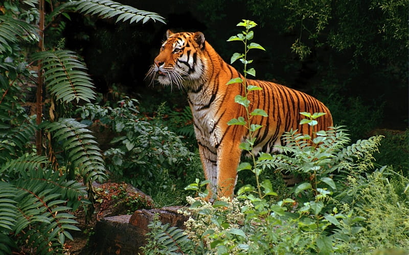 Tigre en la selva, bosque, felino, naturaleza, tigre, animal, Fondo de  pantalla HD | Peakpx