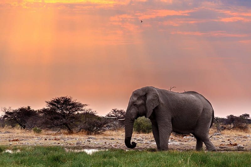 African Bush Elephant, rocky terrain, sunrise, watering hole, Bush elephant, trees, HD wallpaper
