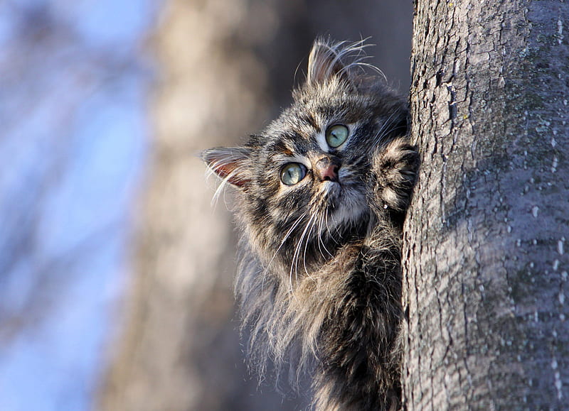 Cat Hiding Behind Tree, cat, animals, HD wallpaper