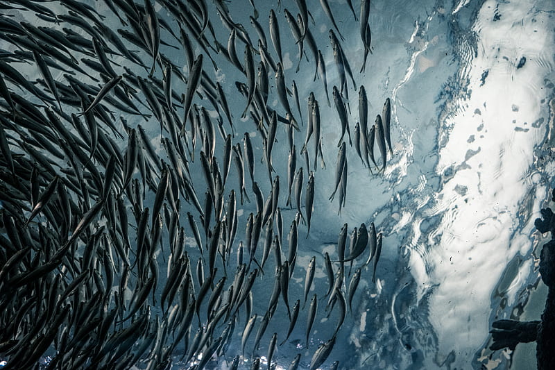 school of gray fish, HD wallpaper