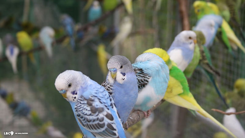 Budgies, Wild, The, In, HD wallpaper